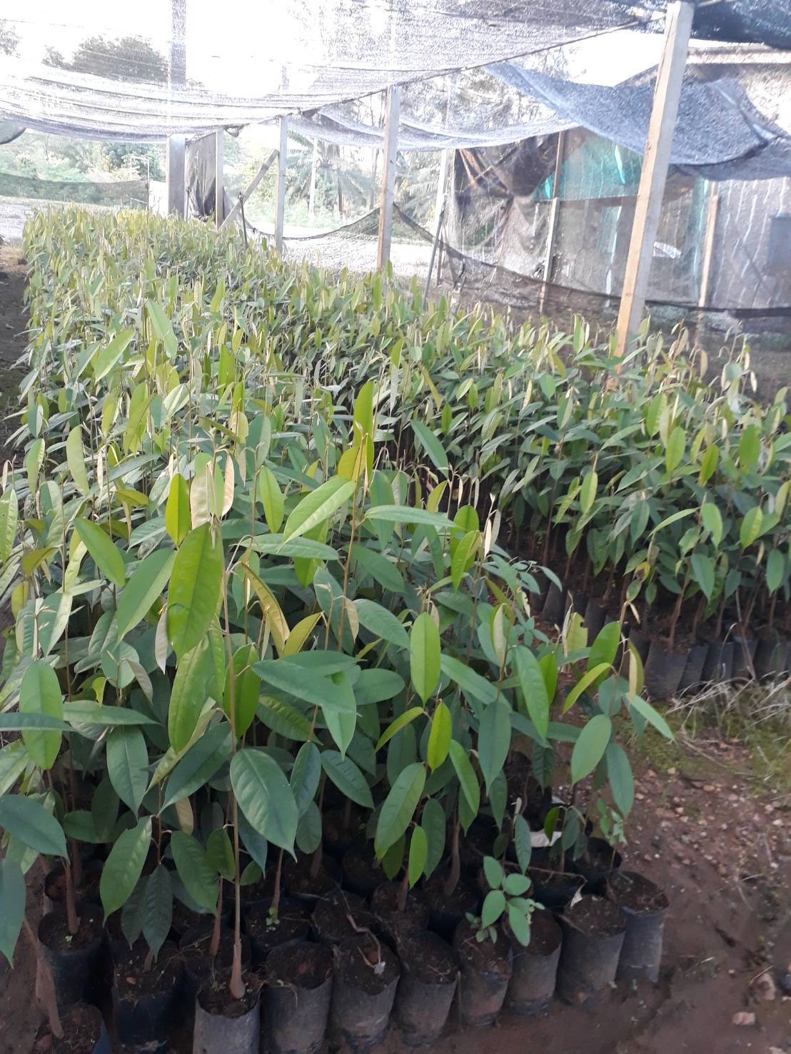 10 ต้นทุเรียนบ้านระนองแท้เพาะเมล็ด สูง60 เซนชุดละ 790 พร้อมส่งคัดเกรดพิเศษเพาะสำหรับต่อสามขาและเสียบยอด ทนโรค ลูกดก โตเร็ว