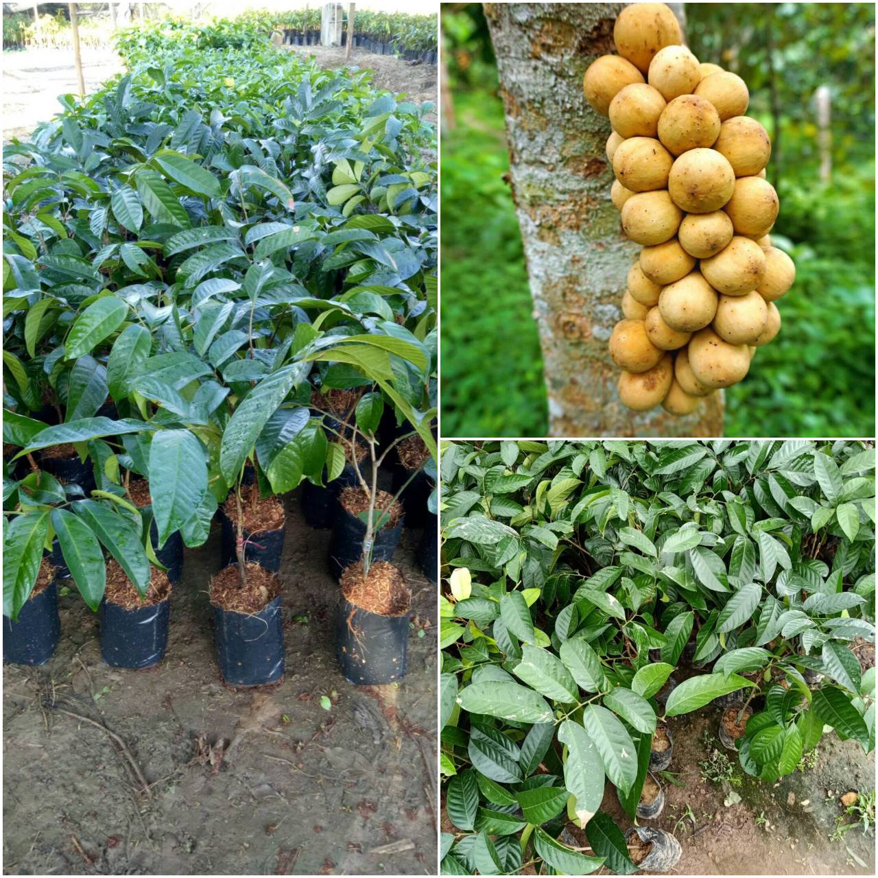 5 ต้นใหญ่ลองกองเสียบยอดแท้สายพันธุ์ตันหยงมัสแท้ ช่อใหญ่ ยาว หอมหวาน ลูกใหญ่ เม็ดเล็ก ทนโรค สูง 60เซน