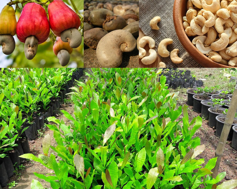 15ต้นมะม่วงหิมพานต์เม็ดใหญ่ รวมส่งชุดละ 950 สายพันธุ์เกษตร04 ทนแล้งทนโรคได้ดี ต้นลูกดก ช่อหนา สายพันธุ์ดี สูง50เซน