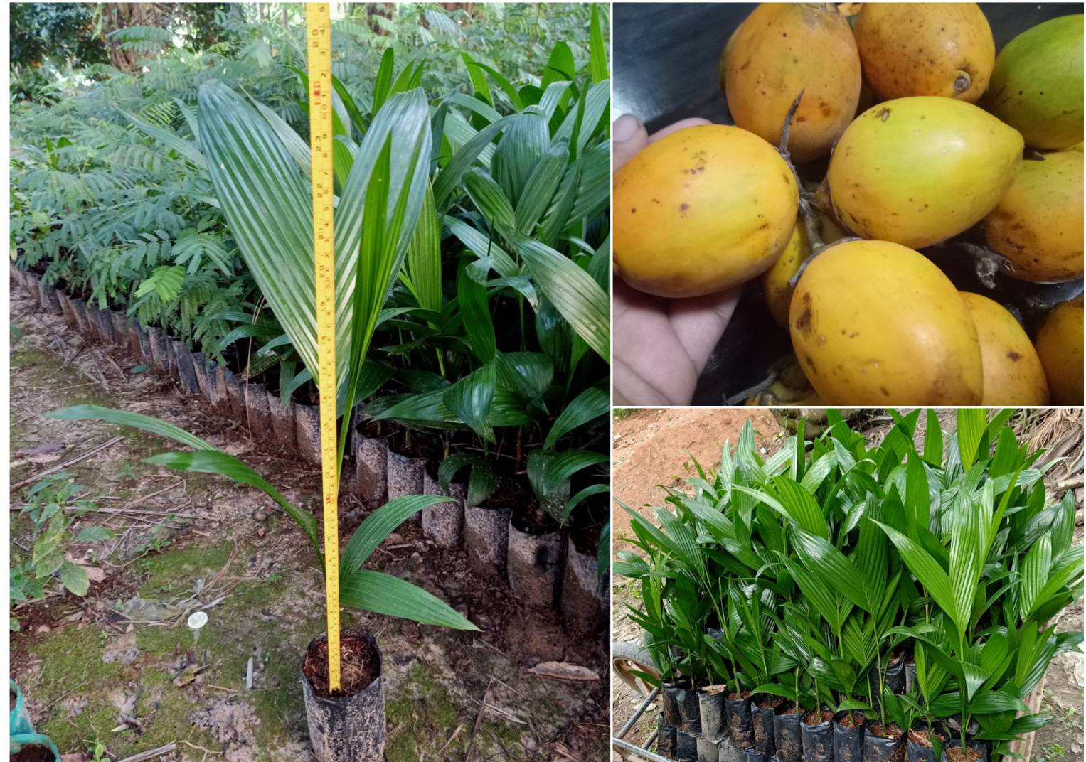 15ต้นหมากสงสูง ลูกใหญ่ พันธุ์ดก รวมส่งมีเก็บเงินปลายทาง ชุดละ 490 สายพันธุ์เชิงพานิชย์ เปลือกบาง เนื้อหนา 30 เซน