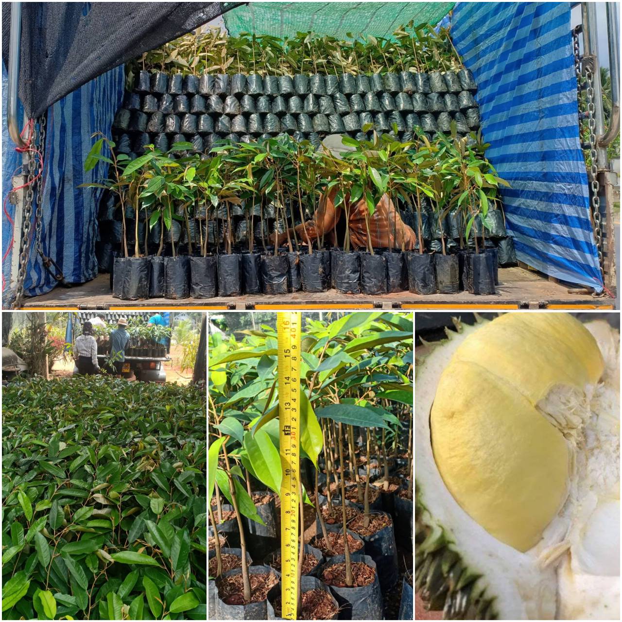 10 ต้นรวมส่งต้นทุเรียนหมอนทองเสียบยอดแท้ 850 บาท พร้อมปลูก สูง 45 cm คัดยอดพิเศษเกรดส่งออก เปลือกบาง เม็ดเล็ก ลูกดก