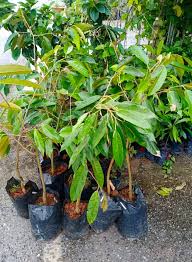 กระดุมทอง ต้นทุเรียนเสียบยอดแท้ สายพันธุ์โบราณหายาก ของแท้ ให้ผลผลิตเร็ว ต้นเตี้ย ลูกดก ต้นละ150 ชุดขั้นต่ำ 4ต้น มีคู่มือแนะนำการปลูก