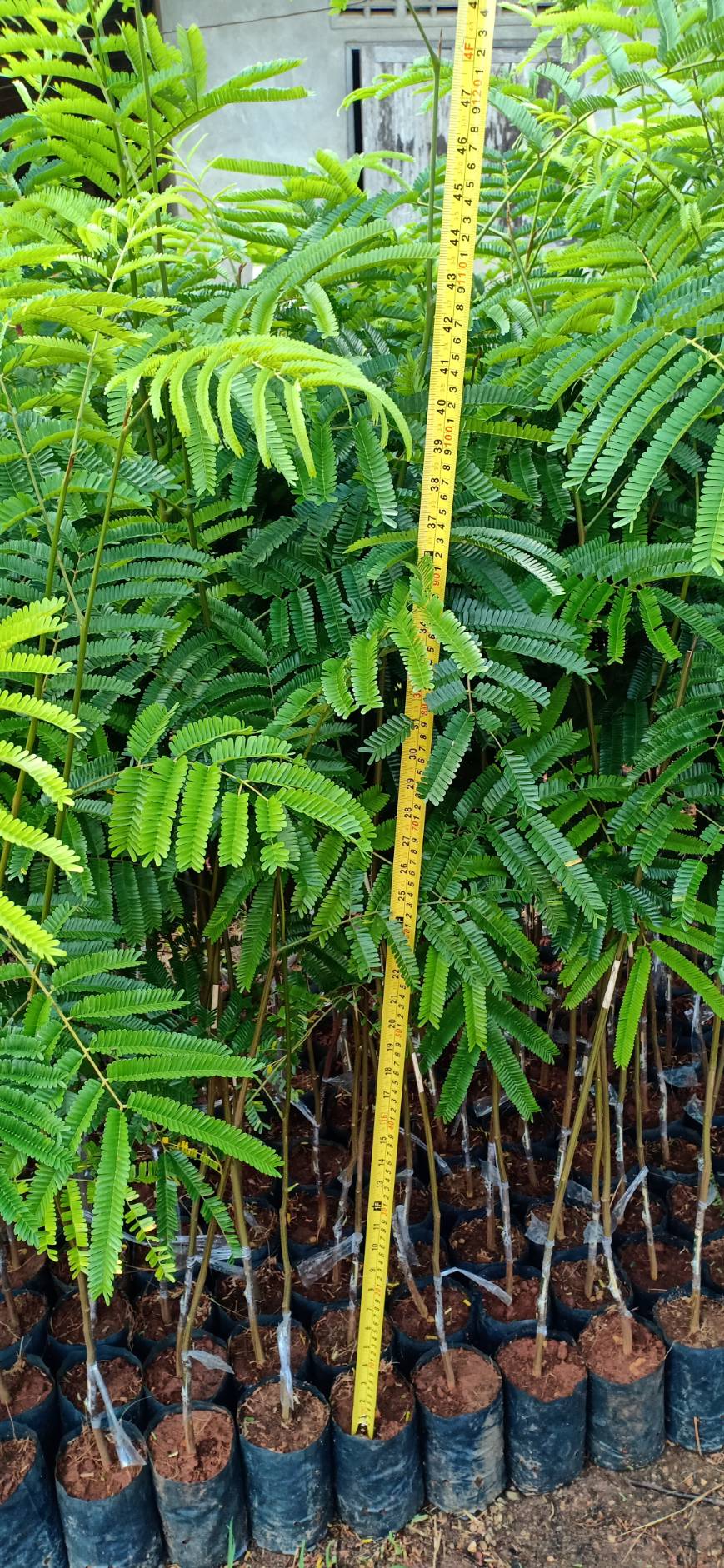 10 ต้น สะตอติดตาต้นเตี้ยพันธุ์สะตอข้าวแท้ รวมส่งชุดละ 950 ให้ผลผลิตเร็ว ฝักยาว เม็ดเรียงถี่ สวย ทนโรค ทนแล้ง