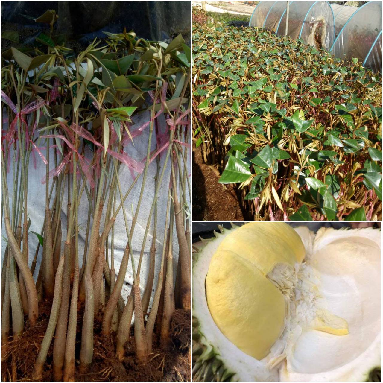 100 ต้นทุเรียนหมอนทองแท้เสียบยอด(ถอน) 2190 พร้อมส่งมีบริการเก็บเงินปลายทาง รากเป็นทุเรียนบ้านคัดเมล็ด ทนโรค เปลือกบาง เนื้อหนา เป็นต้นถอนนะคะต้องอนุบาลต่ออย่างน้อย 3 เดือน