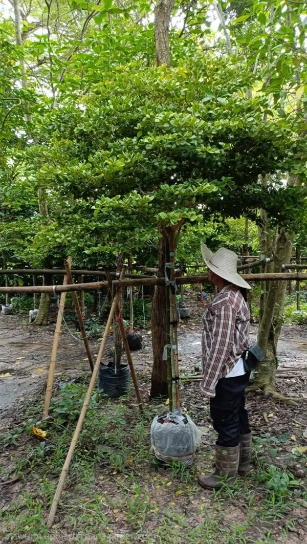 ต้นแก้วเจ้าจอม