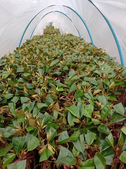 20 บาท ต้นทุเรียนหมอนทองเสียบยอดถอน สายพันธุ์เปลือกบาง คัดพิเศษ โตไว ทนโรค พร้อมจัดส่งทั่วประเทศ