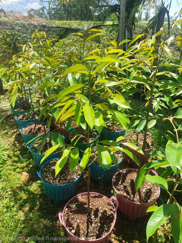 ต้นทุเรียนหมอนทองแท้เสียบยอด ความสูงต้นกล้า 80 เซนติเมตร ต้นละ 150 บาท พันธุ์หมอนทองส่งออกCH01 ยกชุด100ต้นส่งฟรี\