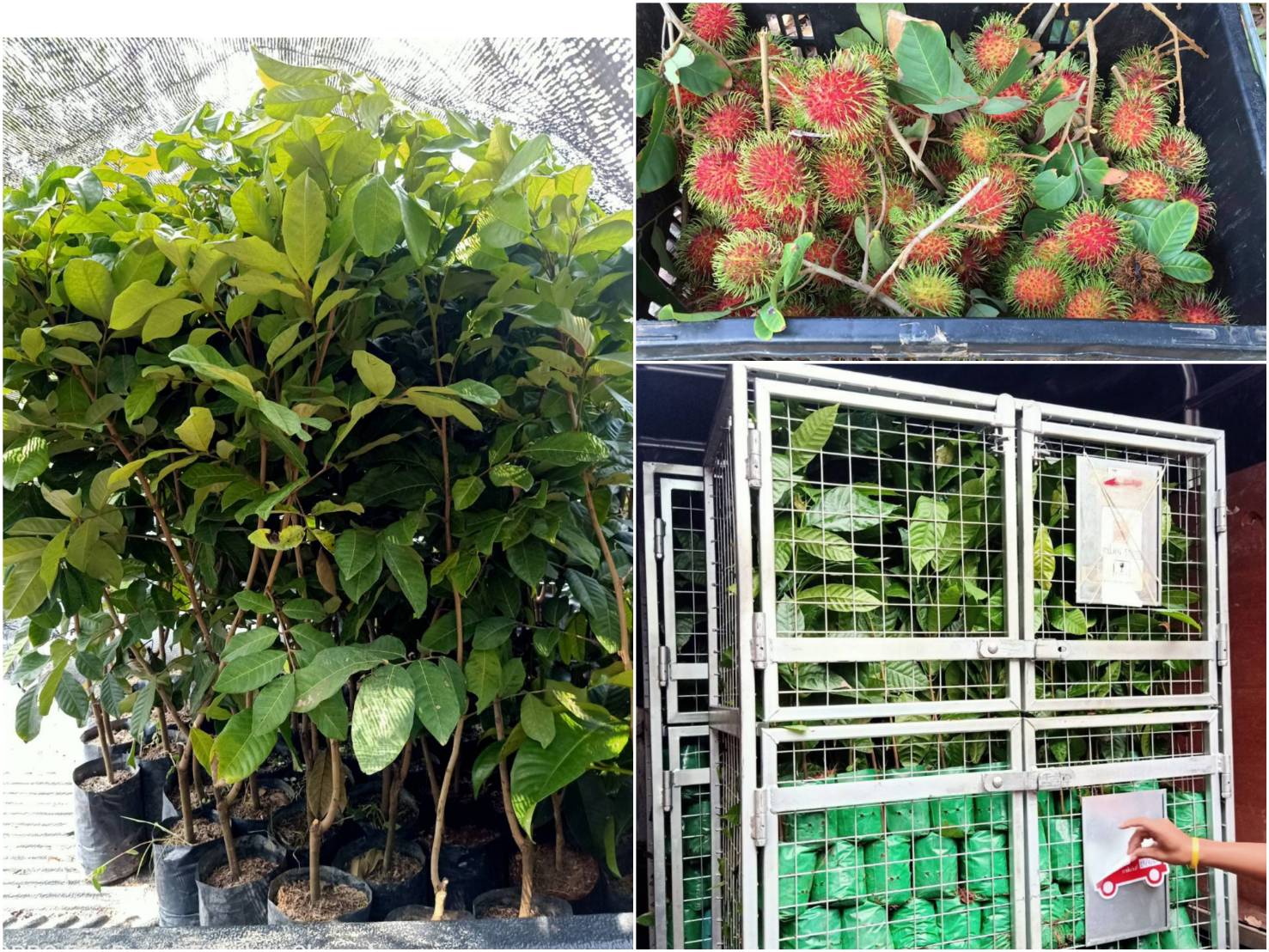 ต้นเงาะโรงเรียนติดตาแท้ต้นเตี้ย ไซต์ใหญ่ 70 เซน ลูกดก หวานหอมมีเอกลักษณ์ ให้ผลผลิตเร็ว