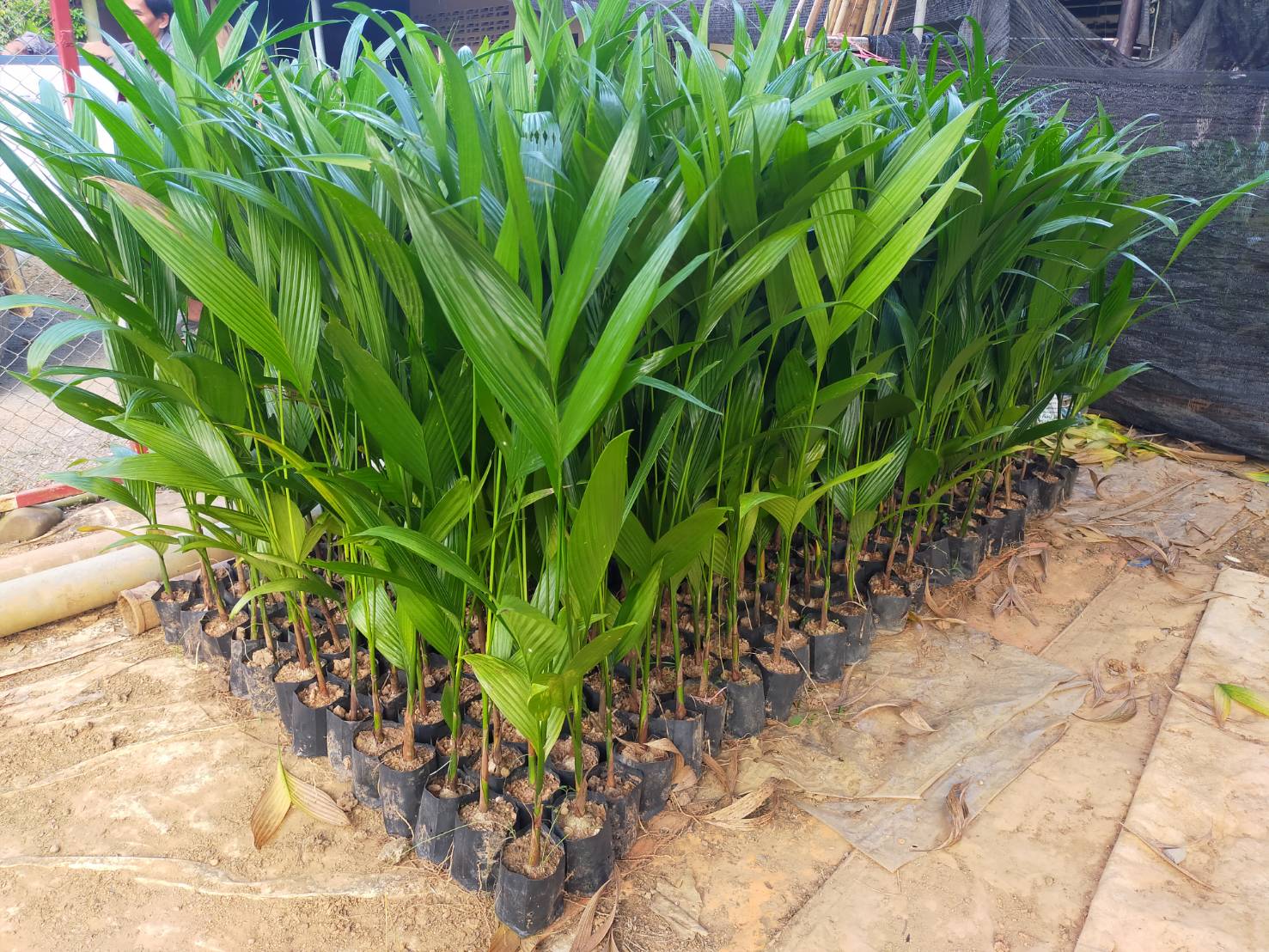 100 ต้นใหญ่หมากสงสูง ลูกใหญ่ พันธุ์ดก ส่งฟรีต้นละ 50 แถม10 ต้น สายพันธุ์เชิงพานิชย์ เปลือกบาง เนื้อหนา 120 เซน