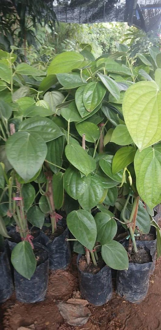 ต้นพริกไท ซีลอนแท้ เม็ดใหญ่ ก้านยาว ปลูกง่าย ให้ผลผลิตเร็ว รสเข้ม หอม ราคาดี มีจำหน่ายสองขนาด พร้อมคู่มือดูแล