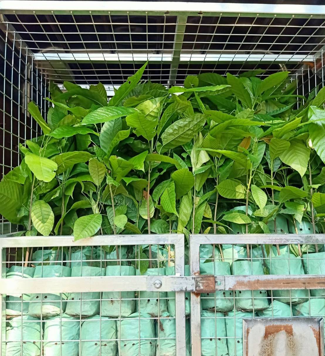 ชุด200ต้น แถม20 ต้นโกโก้พันธุ์ชุมพร1 แท้ ต้นละ20 ผลดก ลูกโต ให้ผลเร็ว รับซื้อเม็ดแห้งคืน ให้คำปรึกษา