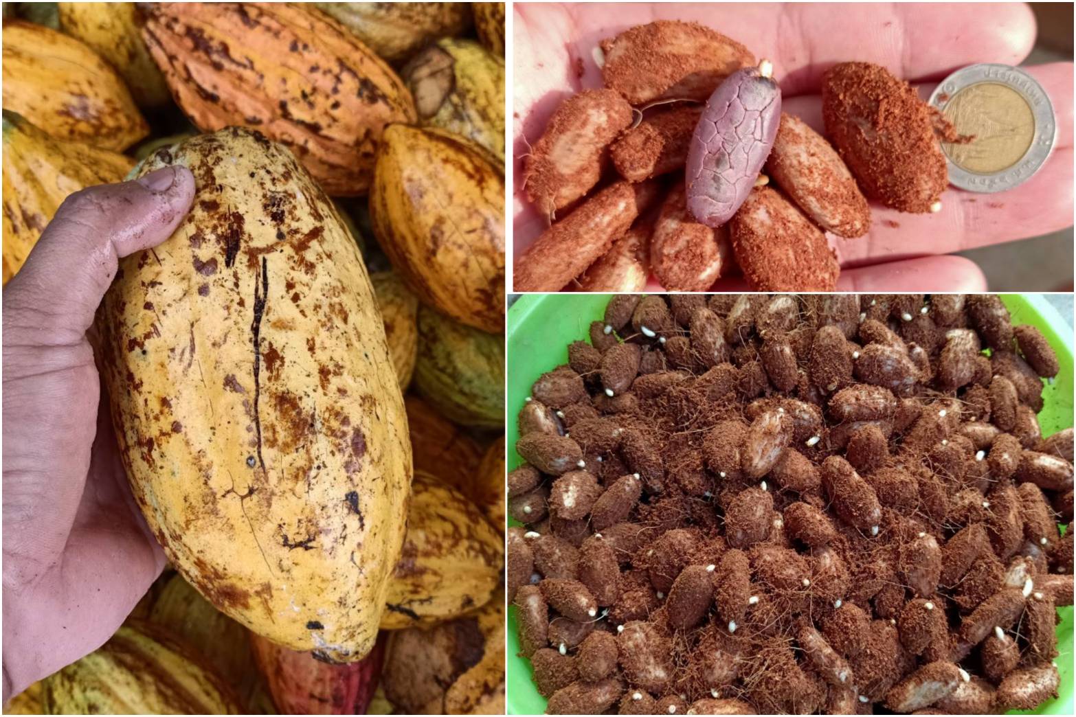 100 เมล็ดพร้อมปลูกต้นโกโก้ แถม10 สายพันธุ์ชุมพร 1 สำหรับลงอนุบาล เมล็ดละ 3 บาท ฝักใหญ่ เมล็ดเยอะ ติดผลดี อายุพ่อแม่พันธุ์ 22 ปี